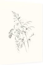 Fluitenkruid zwart-wit Schets (Wild Beaked Parsley) - Foto op Dibond - 60 x 80 cm