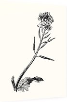 Herik zwart-wit (Charlock) - Foto op Dibond - 60 x 80 cm