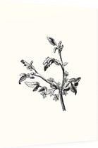 Apium Inundatum zwart-wit (Procumbent Marsh Wort) - Foto op Dibond - 60 x 80 cm