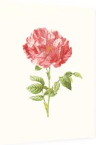 Darnastroos (York Lancaster Rose) - Foto op Dibond - 30 x 40 cm
