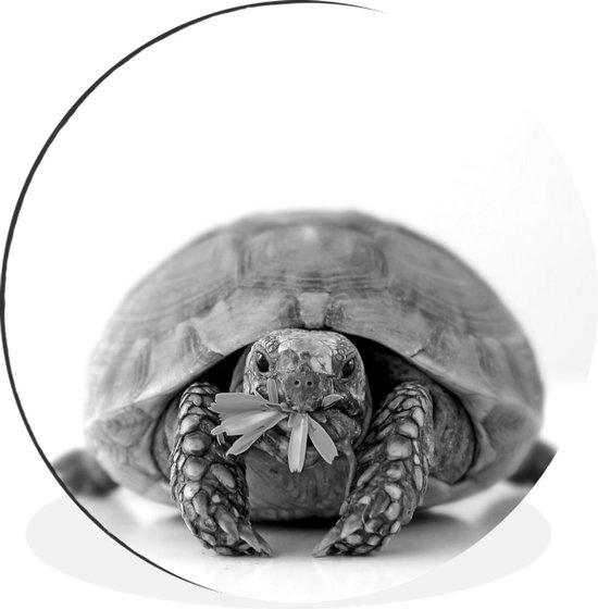WallCircle - Wandcirkel - Muurcirkel - Schildpad eet bloem voor een helder witte achtergrond - zwart wit - Aluminium - Dibond - ⌀ 90 cm - Binnen en Buiten
