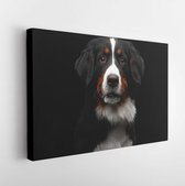 Canvas schilderij - Close-up portrait of Bernese Mountain Dog Curious looking in camera on isolated black background  -     636913942 - 115*75 Horizontal