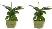 2x Kamerplant Musa Tropicana - Bananenplant - ± 30cm hoog - 12cm diameter - in groene sierzak