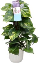 FloraExpert - Scindapsus - 50 Cm - Ø 16