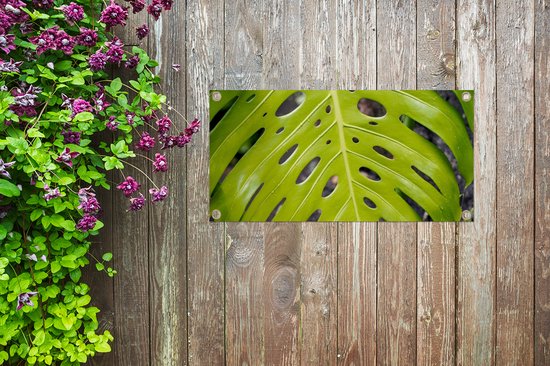 Affiche de jardin Groot feuille botanique de la plante du trou - 60x30 cm - Toile de jardin - Affiche d'extérieur