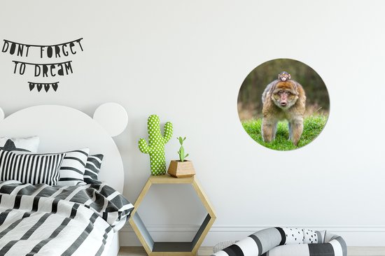 Macaques de Barbarie dans l'herbe assiette en plastique cercle mural ⌀ 30 cm - impression photo sur cercle mural / cercle vivant (décoration murale)