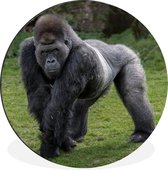 WallCircle - Wandcirkel - Muurcirkel - Een Gorilla loopt op zijn handen en benen - Aluminium - Dibond - ⌀ 90 cm - Binnen en Buiten