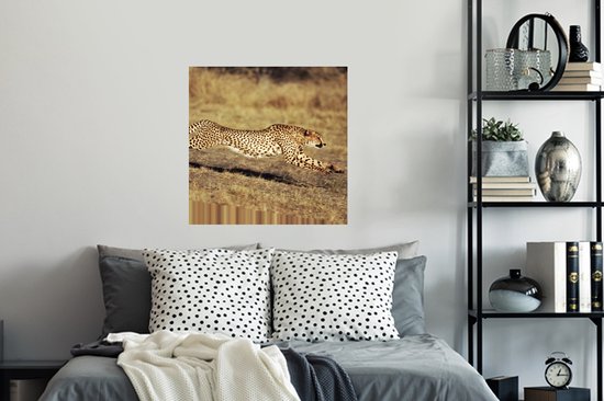 Stickers Stickers muraux - Vue de face femelle guépard - 80x80 cm - Film adhésif