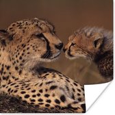 Poster Cheeta moeder en welp - 50x50 cm