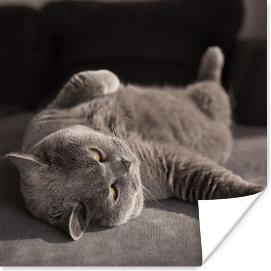 Poster Animal - Chat - Grijs - 50x50 cm