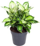 Kamerplant van Botanicly – Dieffenbachia Cool Beauty – Hoogte: 40 cm