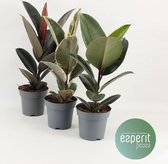 Kamerplanten van Botanicly – 3 × verschillende berkenvijgen – Hoogte: 35 cm – Ficus mix