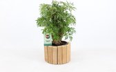 Kamerplant van Botanicly – Polyscias in houten pot als set – Hoogte: 30 cm – Polyscias Hawaiiana Ming