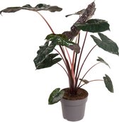 Kamerplant van Botanicly – Alocasia – Hoogte: 100 cm – Alocasia Yucatan Princess
