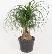 Kamerplant van Botanicly – Olifantenpoot – Hoogte: 75 cm – Beaucarnea recurvata