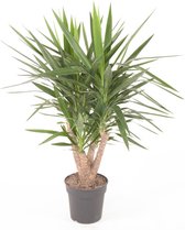 Kamerplant van Botanicly – Palmlelie – Hoogte: 100 cm – Yucca