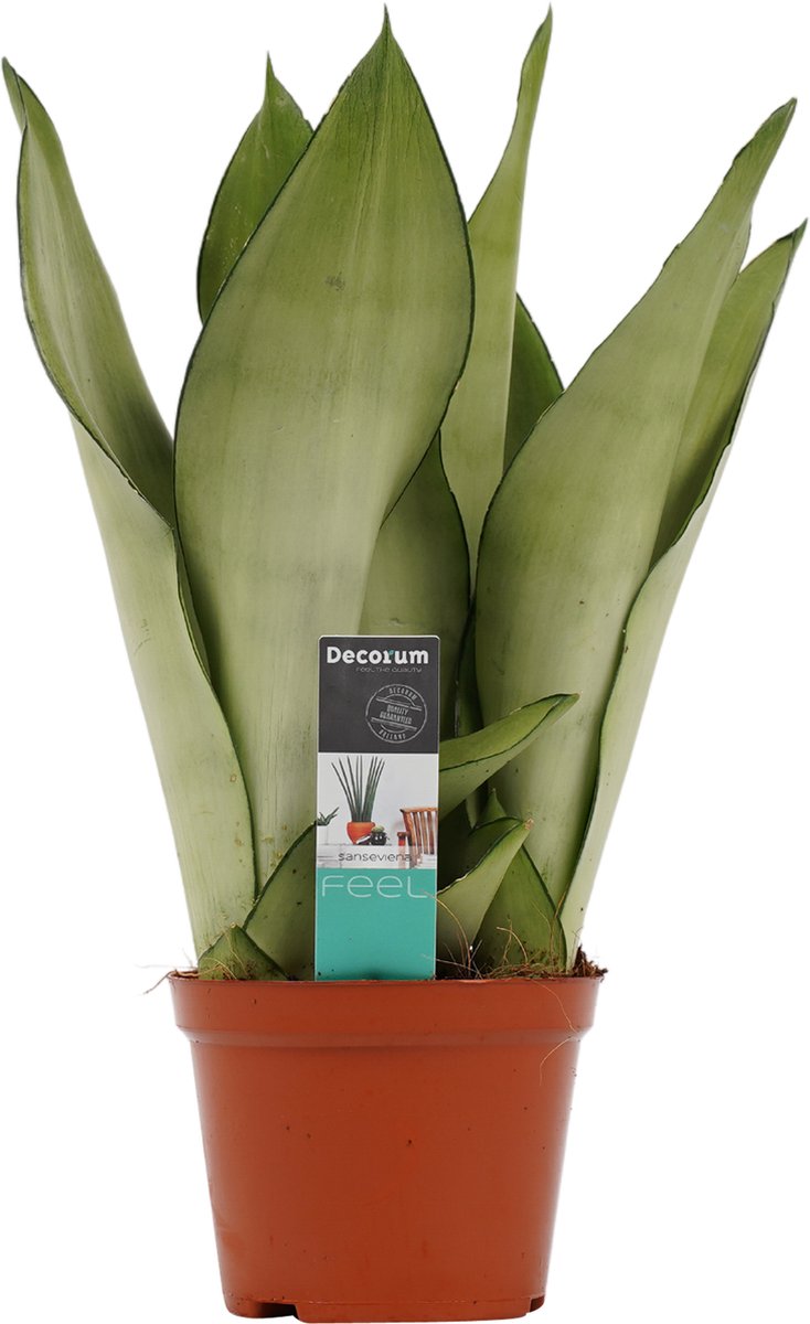 Sansevieria moonshine