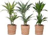 Kamerplanten van Botanicly – 3 × Drakenboom incl. rotan sierpot als set – Hoogte: 65 cm – Dracaena derem.