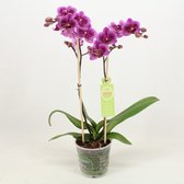 Orchidee van Botanicly – Vlinder orchidee – Hoogte: 50 cm, 1 tak – Phalaenopsis multiflora Happy Hour