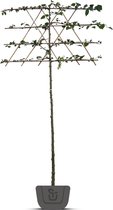 Leilinde Luisvrije Krimlinde | Tilia Euchlora | Stamomtrek: 8-10 cm | Stamhoogte: 150 cm