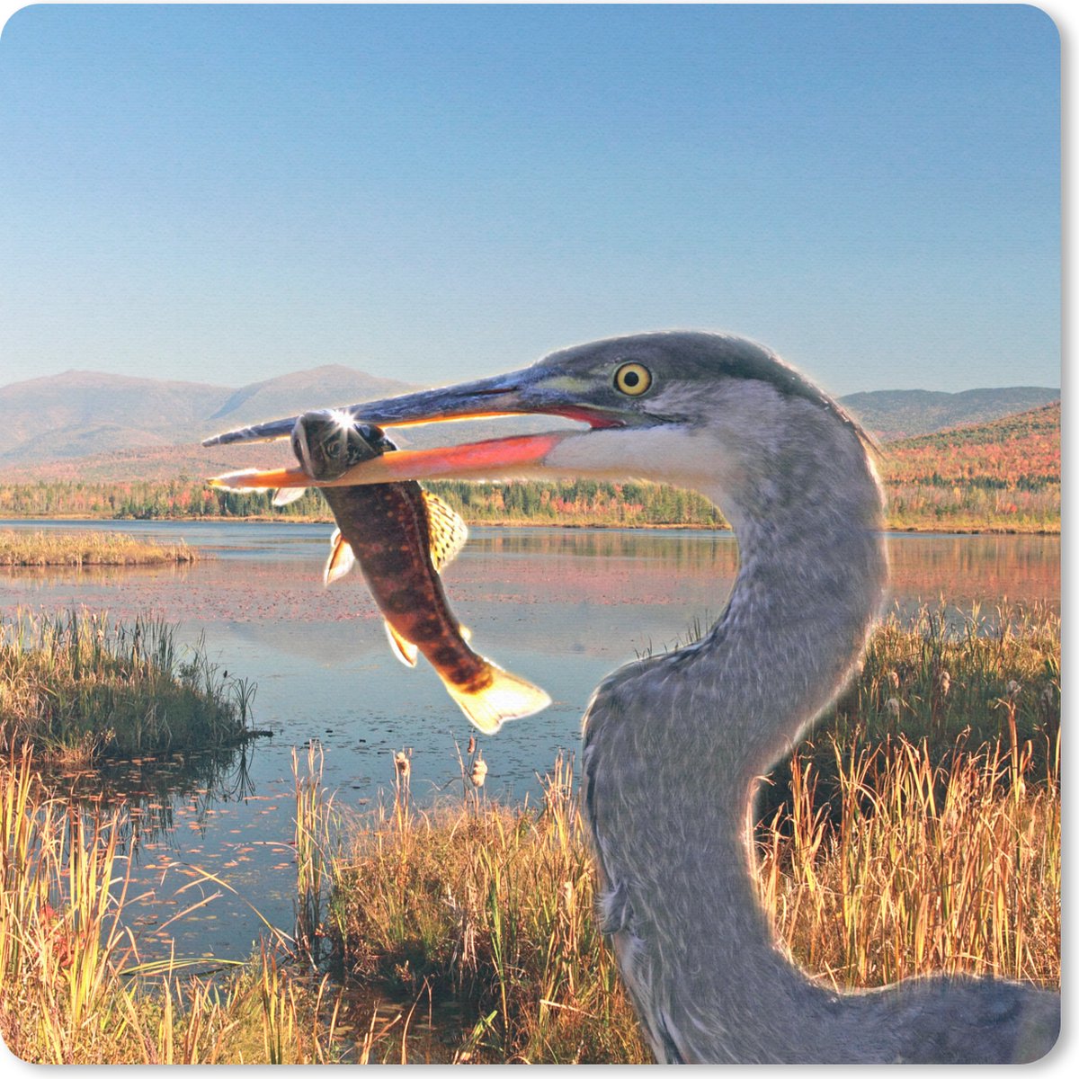 Muismat 30x30 cm - Mousepad Vogel - Vis - Water - Herfst - Muismatten