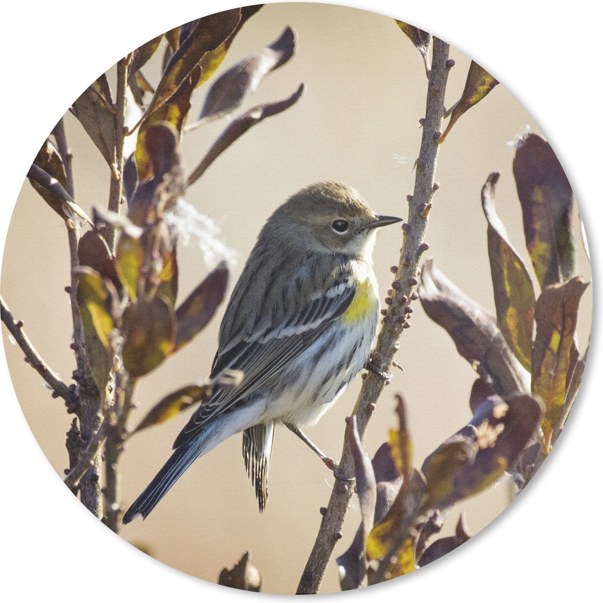Muismat rond 20x20 cm - Mousepad Vogel tussen een tak met bladeren - Ronde muismatten
