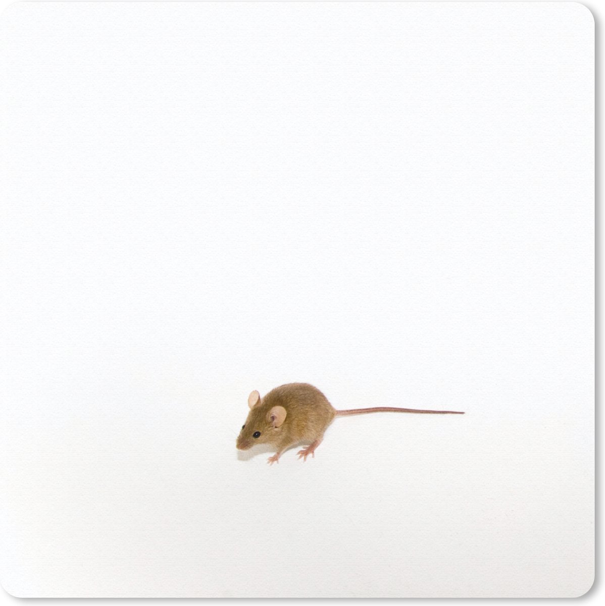 Muismat 20x20 cm - Mousepad Muis - Dieren - Wit - Muismatten