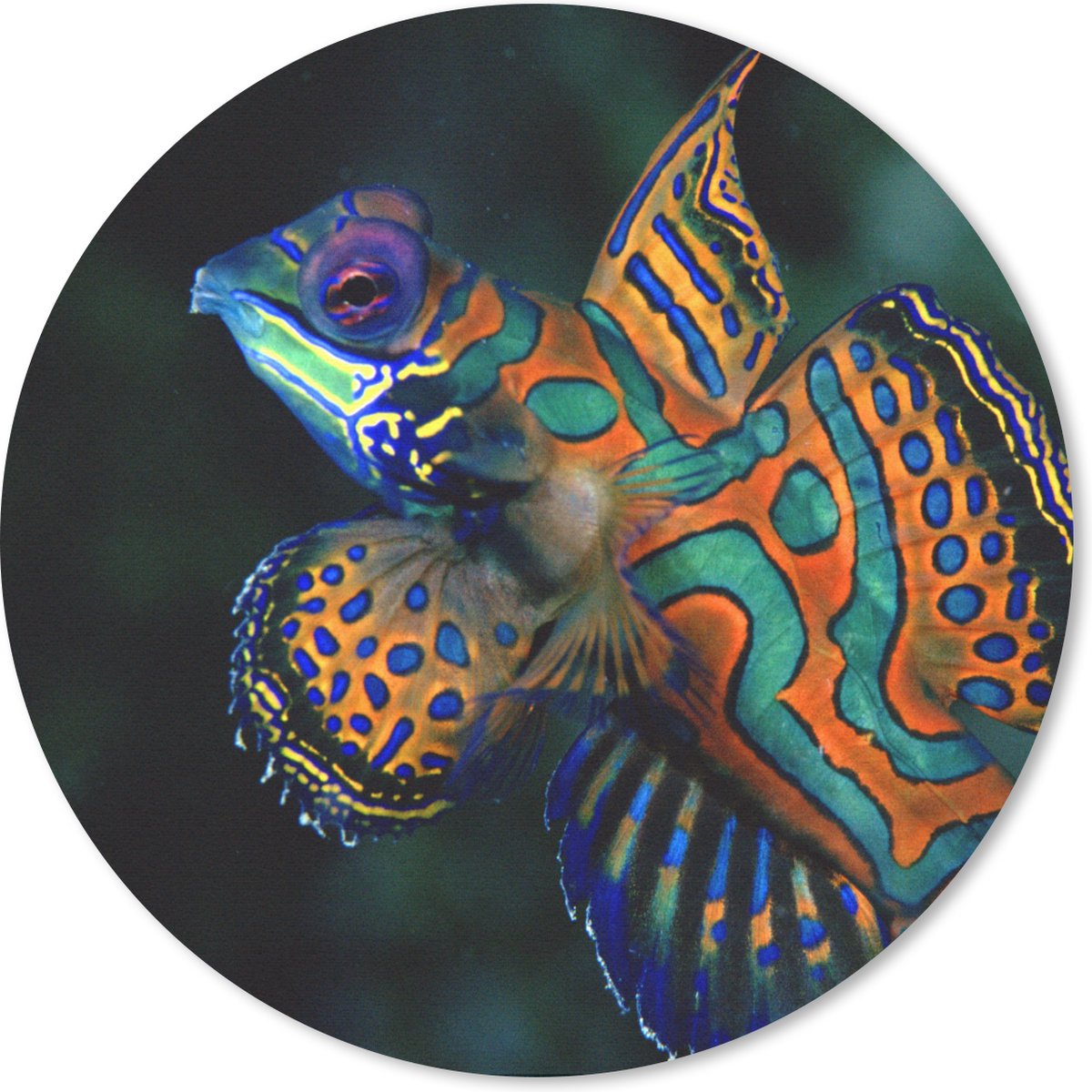 Muismat rond 30x30 cm - Mousepad Vis - Zee - Oranje - Ronde muismatten