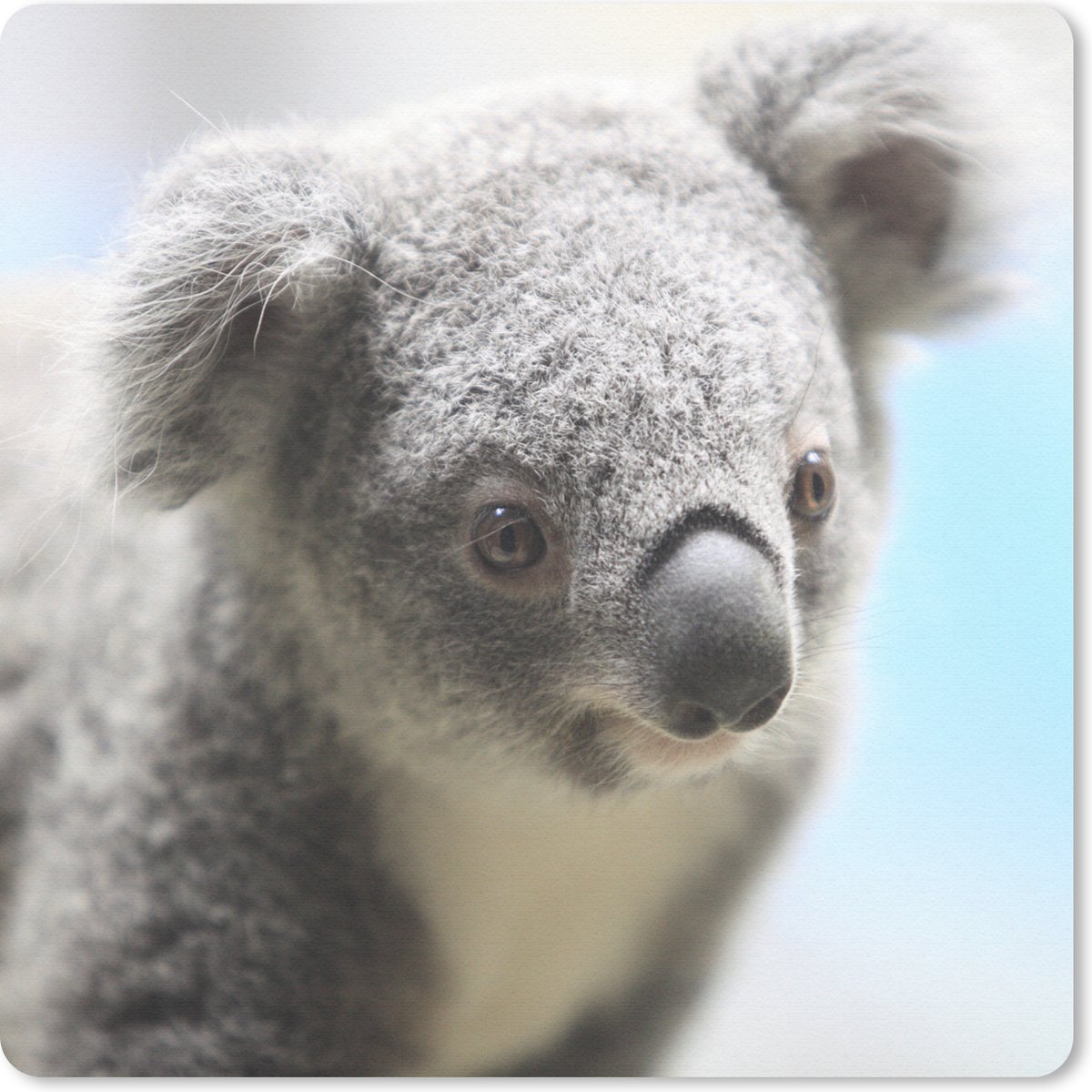 Muismat 30x30 cm - Mousepad Koala - Portret - Dier - Kinderen - Jongens - Meiden - Muismatten