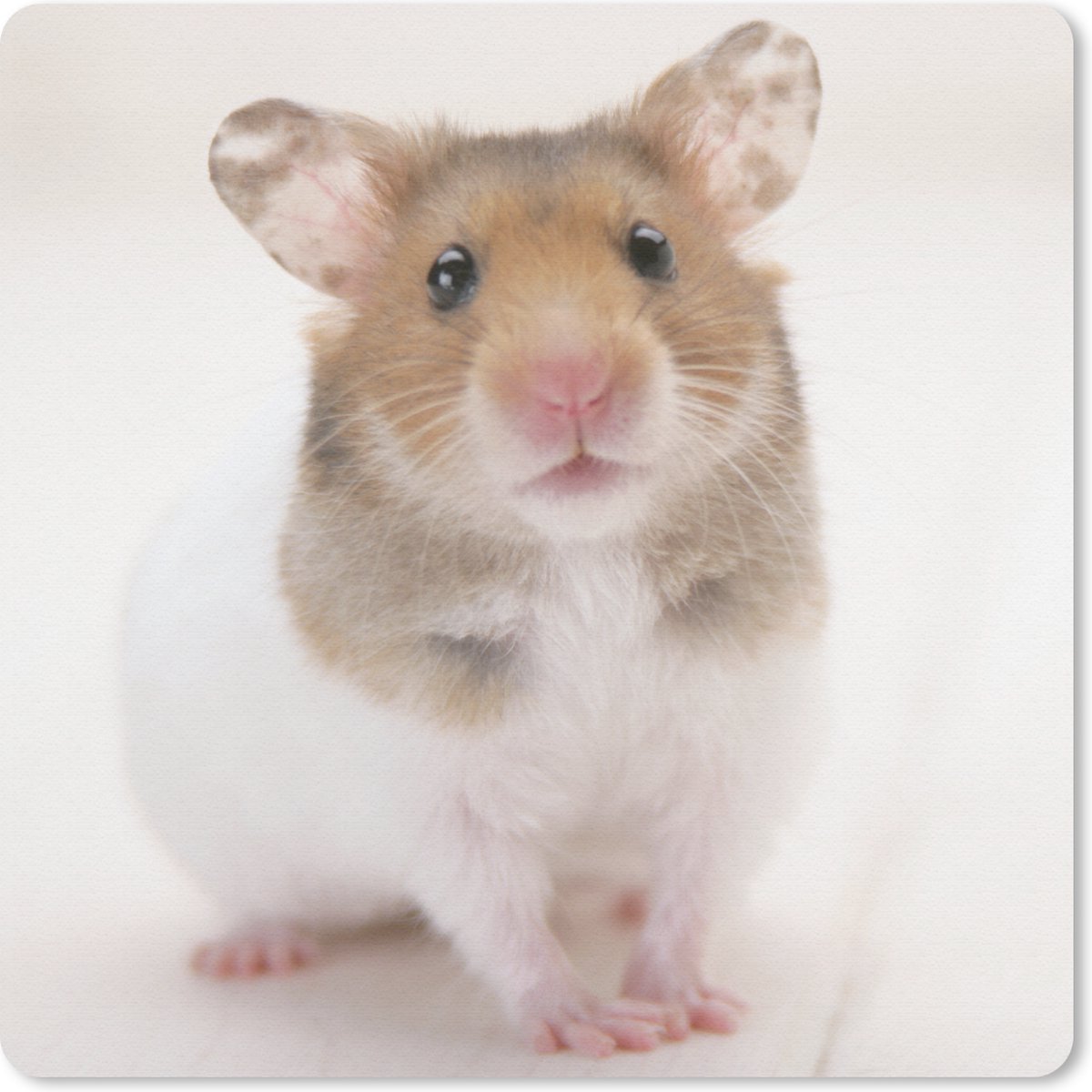 Muismat 30x30 cm - Mousepad Staande bruin-witte hamster - Muismatten