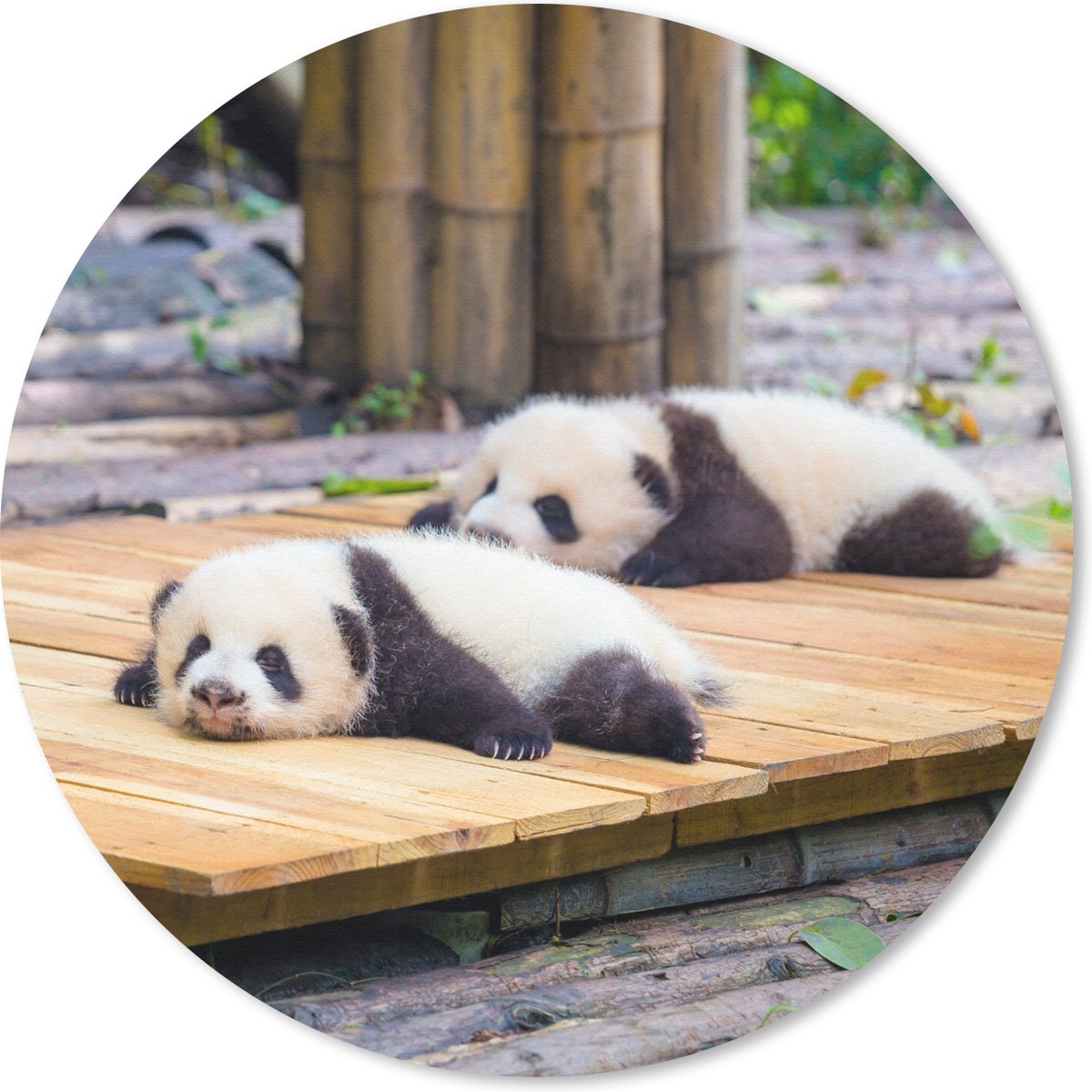Muismat rond 20x20 cm - Mousepad Panda's - Vloer - Hout - Ronde muismatten
