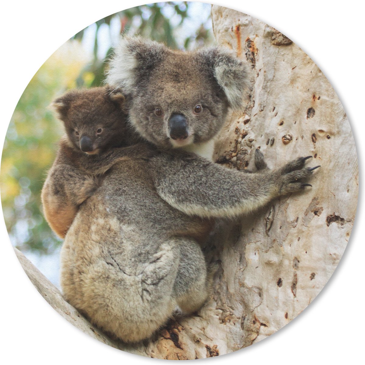 Muismat rond 30x30 cm - Mousepad Koala's - Kind - Boom - Kinderen - Jongens - Meiden - Ronde muismatten