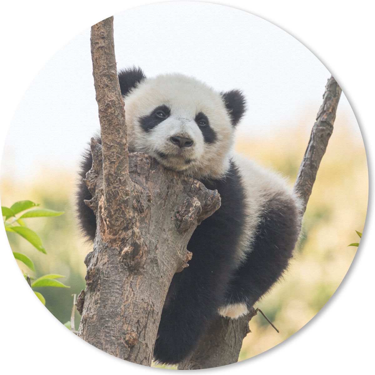 Muismat rond 50x50 cm - Mousepad Panda - Boom - Licht - Ronde muismatten