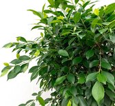 Ficus Nitida op stam - 190cm