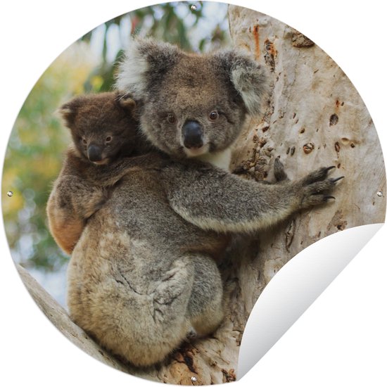Tuincirkel Koala's - Kind - Boom - Kinderen - Jongetje - Meiden - 150x150 cm - Ronde Tuinposter - Buiten