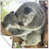 Tuinposters Koala's - Knuffel - Dieren - Kids - Jongens - Meiden - 50x50 cm - Tuindoek - Buitenposter