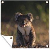 Tuinposters Koala - Zon - Dier - Kinderen - Jongens - Meisjes - 50x50 cm - Tuindoek - Buitenposter