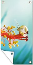 Affiche de clôture Escargot - Plante - Arbre - 100x200 cm - Toile de jardin