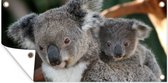 Tuinposter Koala's - Vader - Kind - Kinderen - Jongens - Meisjes - 60x30 cm - Tuindoek - Buitenposter