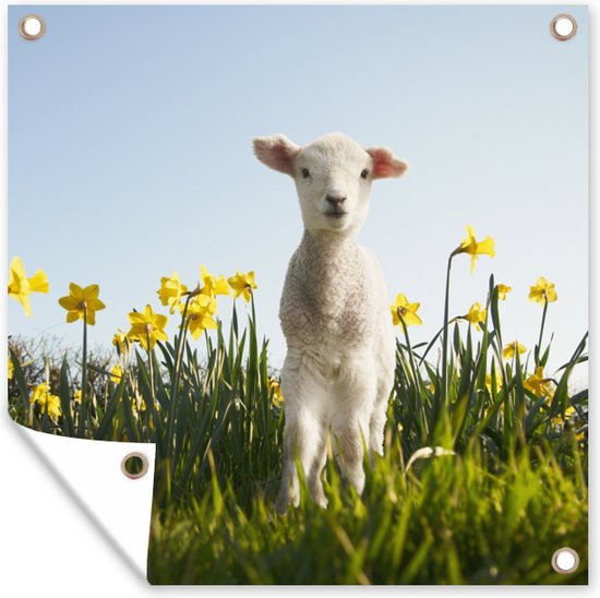Posters de Posters de jardin Agneau parmi les fleurs jaunes - 50x50 cm
