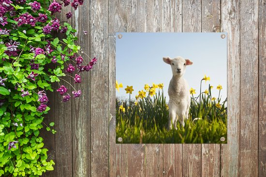 Posters de Posters de jardin Agneau parmi les fleurs jaunes - 50x50 cm