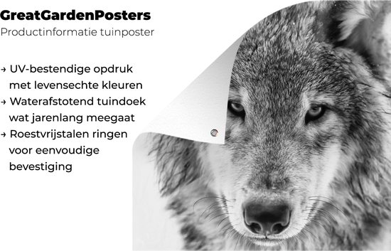 Poster de Jardin Loup en hiver en noir et blanc - 200x200 cm - Toile jardin - Poster extérieur