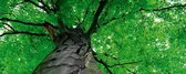 Dimex Treetop Vlies Fotobehang 375x150cm 2-delen