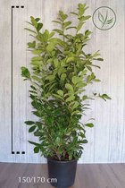 5 stuks | Laurier Rotundifolia Pot 150-175 cm | Standplaats: Half-schaduw | Latijnse naam: Prunus laurocerasus Rotundifolia