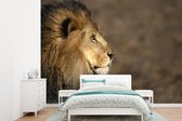 Papier peint photo peint photo Lion - nieuw - Papier fotobehang Côté lion en vinyle largeur 360 cm x hauteur 260 cm - Impression photo sur papier peint vinyle (existe en 7 tailles) - chambre/salon/bureau
