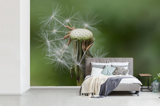 Papier peint photo peint vinyle - Pissenlit perdant ses graines largeur 525 cm x hauteur 350 cm - Tirage photo sur papier peint (disponible en 7 tailles)