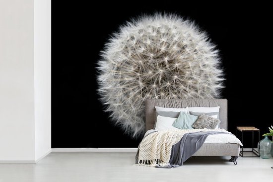 Papier peint photo peint vinyle - Un pissenlit sur fond noir largeur 525 cm x hauteur 350 cm - Tirage photo sur papier peint (disponible en 7 tailles)