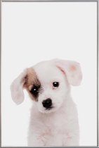 JUNIQE - Poster met kunststof lijst Puppy -40x60 /Bruin & Wit