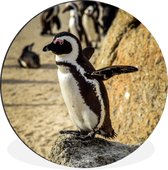 WallCircle - Wandcirkel - Muurcirkel - Springende pinguïn op Boulders Beach in Zuid-Afrika - Aluminium - Dibond - ⌀ 90 cm - Binnen en Buiten