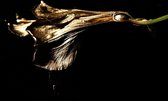 The gilded lily – 120cm x 80cm - Fotokunst op PlexiglasⓇ incl. certificaat & garantie.